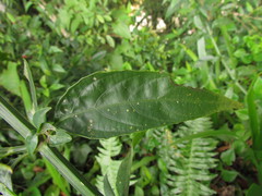 Ruellia angustiflora