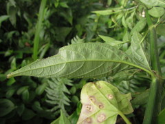 Ruellia angustiflora