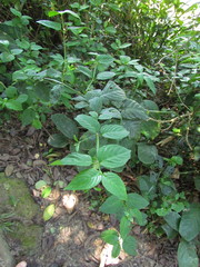 Ruellia angustiflora