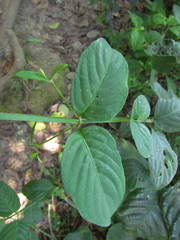 Ruellia angustiflora