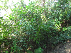 Ruellia angustiflora