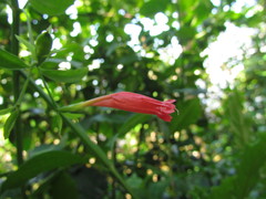 Ruellia angustiflora