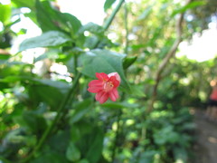 Ruellia angustiflora