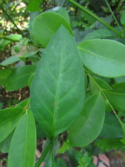 Ruellia angustiflora