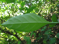 Ruellia angustiflora