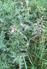 Cirsium arvense
