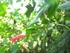 Ruellia angustiflora
