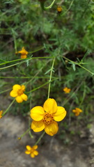 Dyssodia tagetiflora