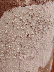 Lecanora subpallens