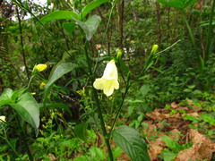 Ruellia brevifolia