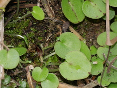 Corybas papillosus