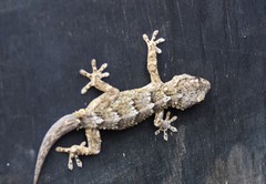 Tarentola angustimentalis