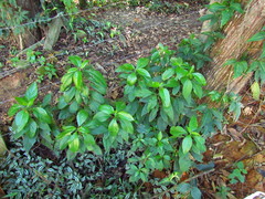 Ruellia brevifolia