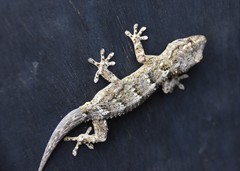 Tarentola angustimentalis