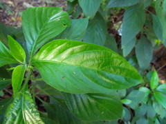Ruellia brevifolia