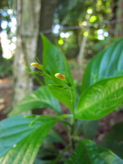 Ruellia brevifolia