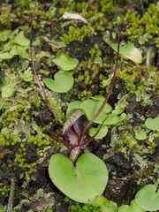 Corybas papillosus