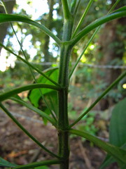Ruellia brevifolia