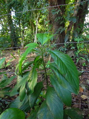 Ruellia brevifolia