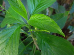 Ruellia brevifolia