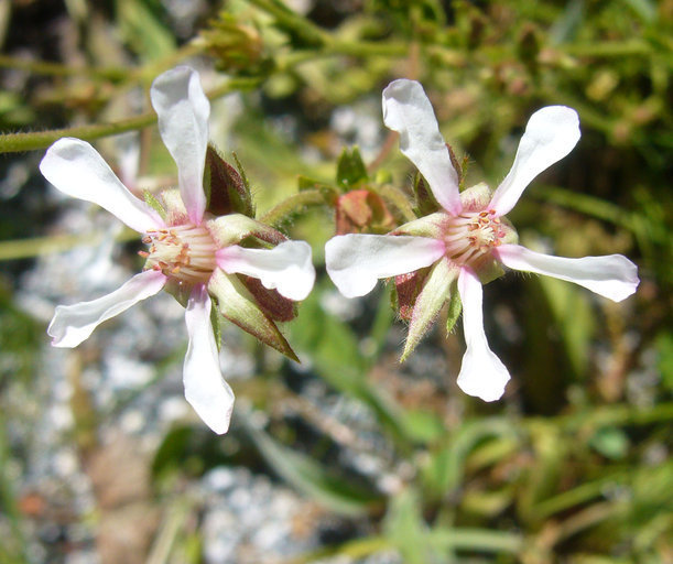 Horkeliella purpurascens