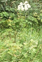 Heracleum sphondylium