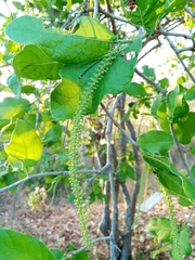 Coccoloba diversifolia