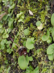 Corybas papillosus