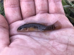 Umbra pygmaea