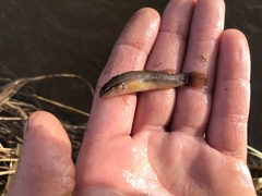 Umbra pygmaea