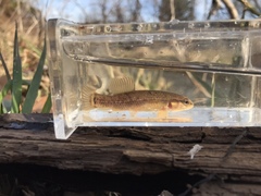 Umbra pygmaea