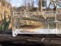Umbra pygmaea
