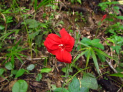 Ruellia elegans