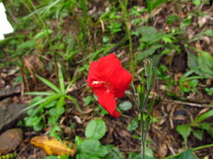 Ruellia elegans