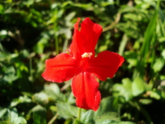 Ruellia elegans