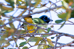 Cyanocorax yncas