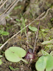 Corybas papillosus