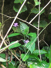 Ruellia reitzii