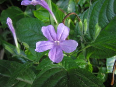 Ruellia reitzii