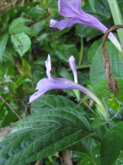 Ruellia reitzii