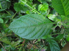 Ruellia reitzii