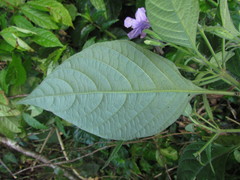 Ruellia reitzii