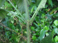 Ruellia reitzii