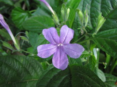 Ruellia reitzii