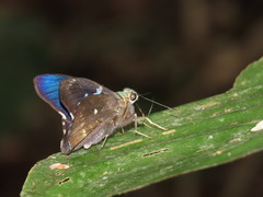 Astraptes janeira
