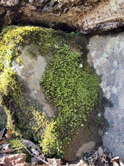 Fissidens dubius