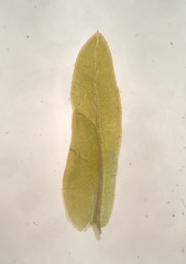 Fissidens dubius