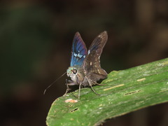 Astraptes janeira