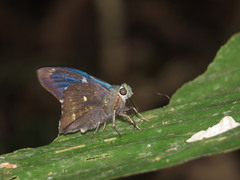 Astraptes janeira