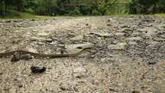Dendrelaphis striatus